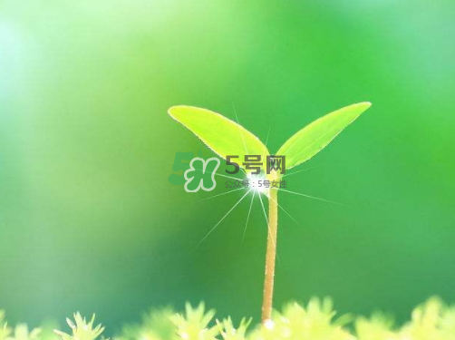 白露可以種什么菜？白露過后能種植什么蔬菜？