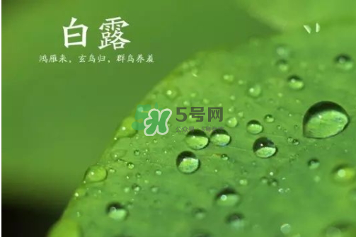 白露可以種什么菜？白露過后能種植什么蔬菜？