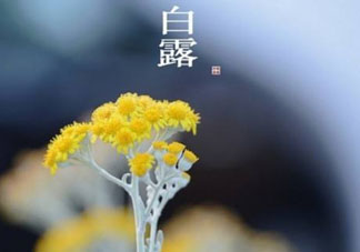 白露可以種什么菜？白露過后能種植什么蔬菜？