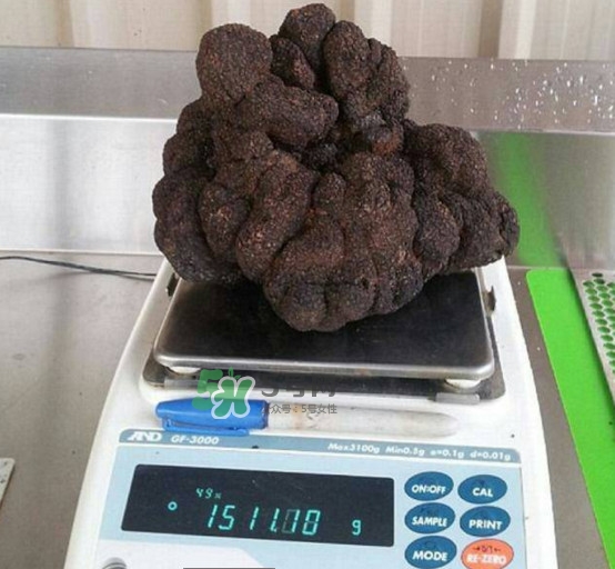 世界最大的松露是在哪個國家發(fā)現(xiàn)的？松露怎么吃
