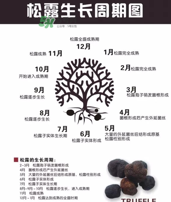 松露是什么樣子的？松露是怎么形成的