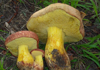牛肝菌要泡發(fā)多久？牛肝菌怎么清洗