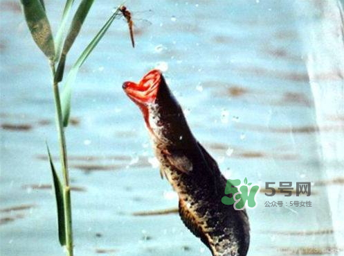 九月份可以釣黑魚嗎？9月份可以釣黑魚嗎？