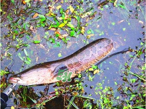 九月份可以釣黑魚嗎？9月份可以釣黑魚嗎？
