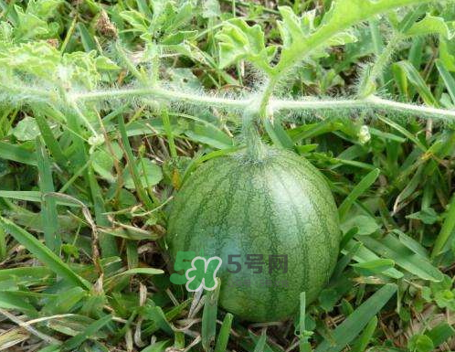 9月份可以種西瓜嗎？九月份種西瓜會(huì)結(jié)果嗎？