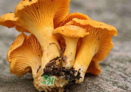 雞油菌怎么清洗？雞油菌要焯水嗎
