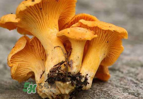 雞油菌什么季節(jié)有？雞油菌什么時候采摘
