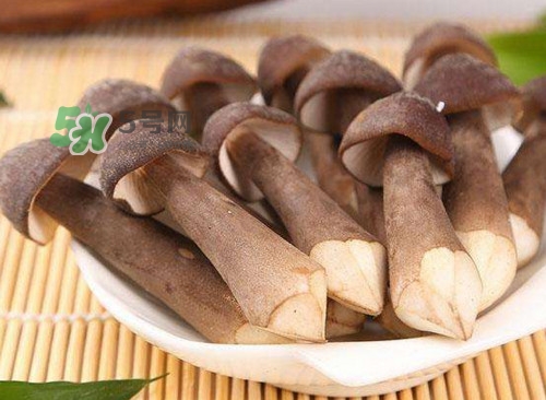 雞樅菌什么人不能吃？雞樅菌哪些人能吃