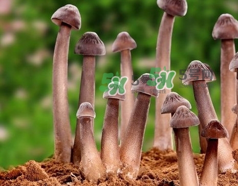 雞樅菌多少錢一斤？干雞樅菌多少錢一斤