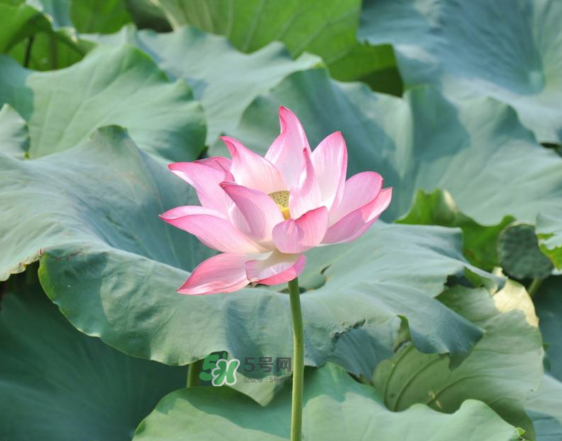 荷花桿可以吃嗎？荷花桿怎么吃？