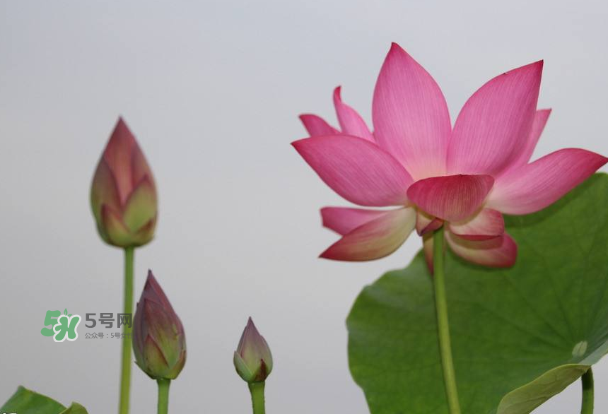 荷花桿可以吃嗎？荷花桿怎么吃？