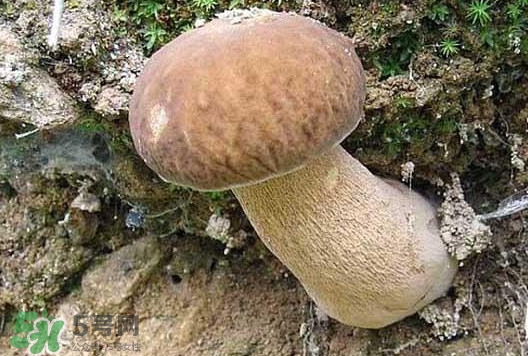 牛肝菌種類有哪些？牛肝菌與什么食物相克
