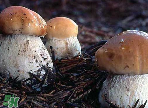 牛肝菌種類有哪些？牛肝菌與什么食物相克