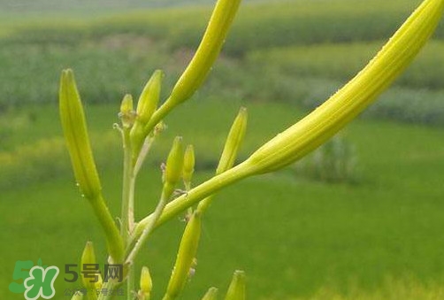 黃花菜是植物的什么部分？黃花菜要去芯嗎？