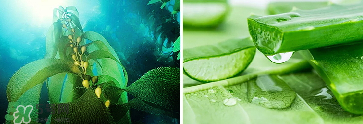 紀(jì)皙妍氣墊bb霜怎么樣？紀(jì)皙妍氣墊好不好用？