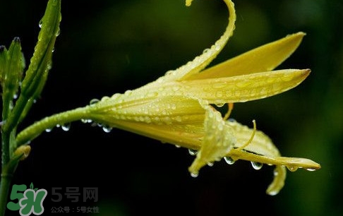 黃花菜什么時(shí)候種植？黃花菜什么時(shí)候采摘好