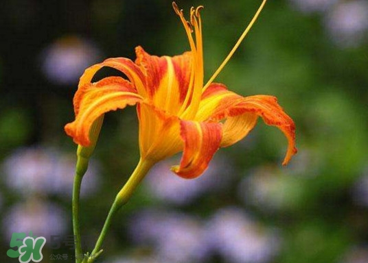黃花菜開花了還能吃嗎？開花的黃花菜可以吃嗎