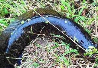 九月份可以釣黑魚(yú)嗎？9月份可以釣黑魚(yú)嗎？