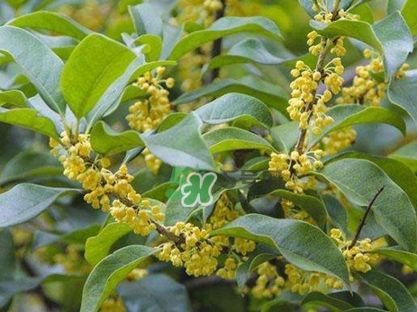 桂花樹種在院子哪里好？桂花樹種在家門口好嗎