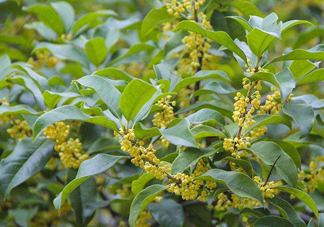 桂花樹(shù)種在院子哪里好？桂花樹(shù)種在家門(mén)口好嗎