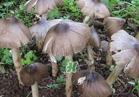 雞樅菌什么人不能吃？雞樅菌哪些人能吃