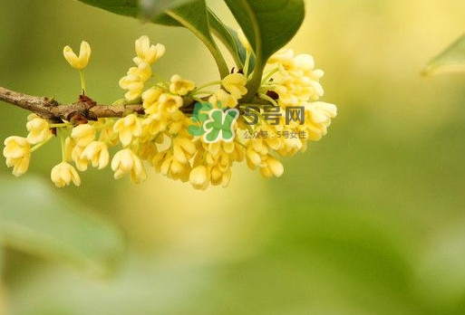 家里為什么不能種桂花？桂花為什么不能栽在家里