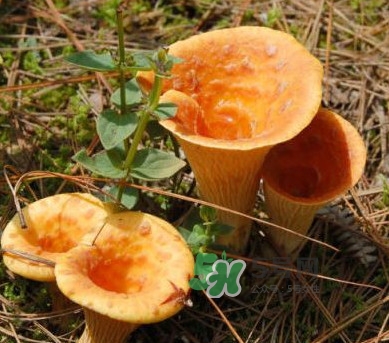 雞油菌怎么做好吃？雞油菌怎么吃