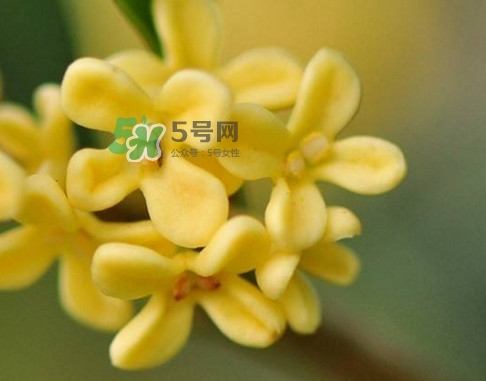 家里為什么不能種桂花？桂花為什么不能栽在家里