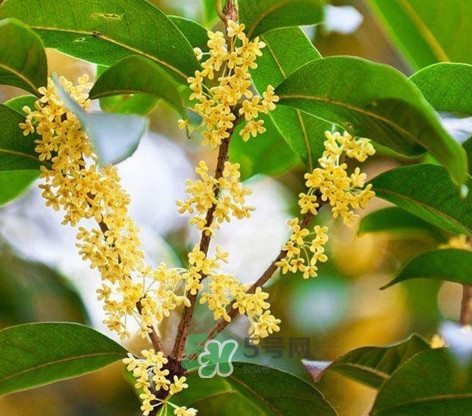 桂花樹種在院子哪里好？桂花樹種在家門口好嗎