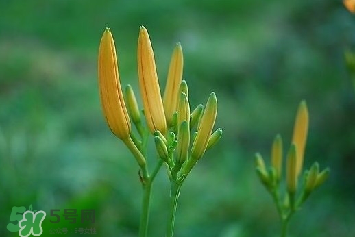 黃花菜什么時(shí)候種植？黃花菜什么時(shí)候采摘好