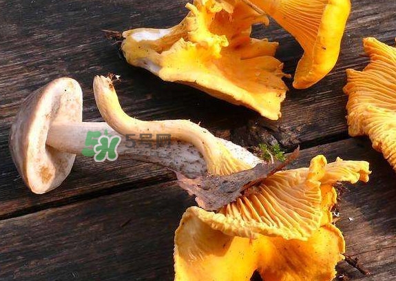 雞油菌是寒性的嗎？雞油菌是發(fā)物嗎