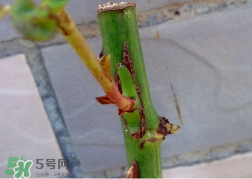 九月份能嫁接樹(shù)嗎？九月份怎么嫁接樹(shù)？