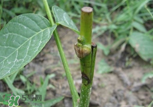 九月份能嫁接樹(shù)嗎？九月份怎么嫁接樹(shù)？