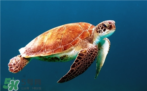 甲魚(yú)湯是涼性的嗎？甲魚(yú)湯的禁忌人群