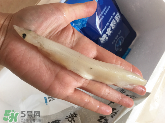大銀魚多少錢一斤？大銀魚怎么洗？