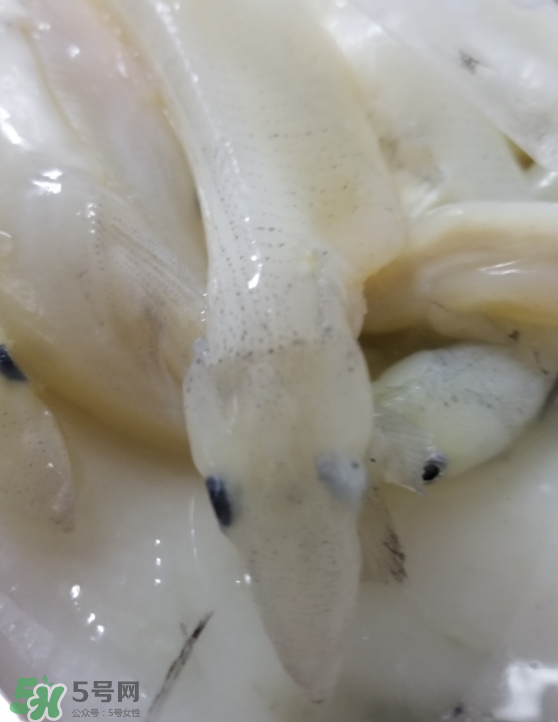 銀魚(yú)怎么保存？銀魚(yú)可以放在冰箱冷凍保存嗎？