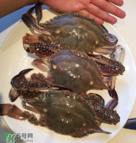 梭子蟹是海里的嗎？梭子蟹是螃蟹嗎？