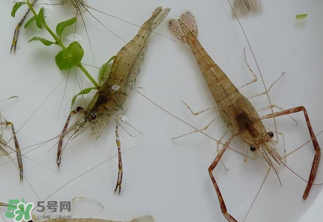 河蝦是發(fā)物嗎？河蝦是不是發(fā)物？