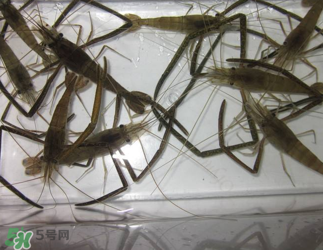 河蝦是發(fā)物嗎？河蝦是不是發(fā)物？