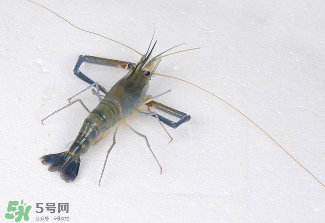 河蝦是酸性還是堿性？河蝦是涼性還是熱性？