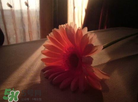 塑料花友誼是什么意思？塑料花友誼怎么來的