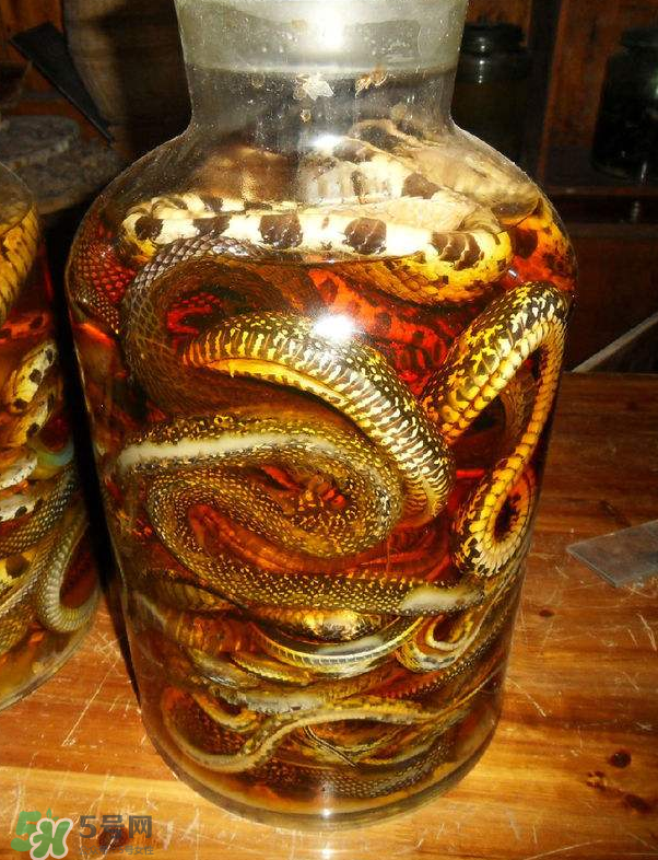 毒蛇泡酒多久才能喝？毒蛇泡酒多久才會死？