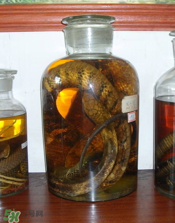 毒蛇泡酒多久才能喝？毒蛇泡酒多久才會死？