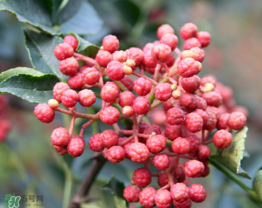 花椒泡腳能治白發(fā)嗎？花椒泡腳白發(fā)能轉(zhuǎn)黑嗎？