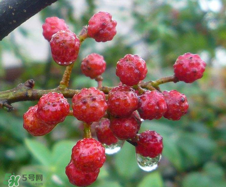 花椒泡腳能祛濕嗎？怎樣用花椒去濕去寒？