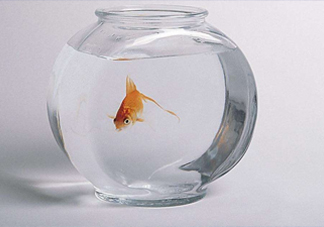 凈化水可以養(yǎng)魚嗎？凈化水可以沖奶粉嗎