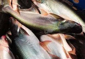 巴沙魚是什么魚？巴沙魚吃什么東西？
