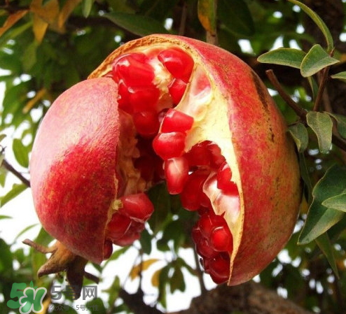 突尼斯石榴哪里產(chǎn)？突尼斯軟籽石榴產(chǎn)地