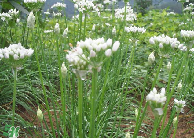 韭菜籽泡水喝有效果嗎？韭菜籽能直接泡水喝嗎？