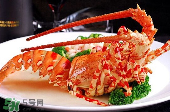 中華錦繡龍蝦可以養(yǎng)殖嗎？中華錦繡龍蝦有毒嗎